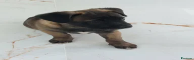Mixed Breed Puppy 1