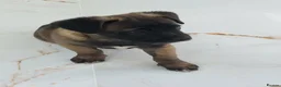 Mixed Breed dogs for sale:  Beautiful Mixed Breed Puppies   🐾 - Advert 10