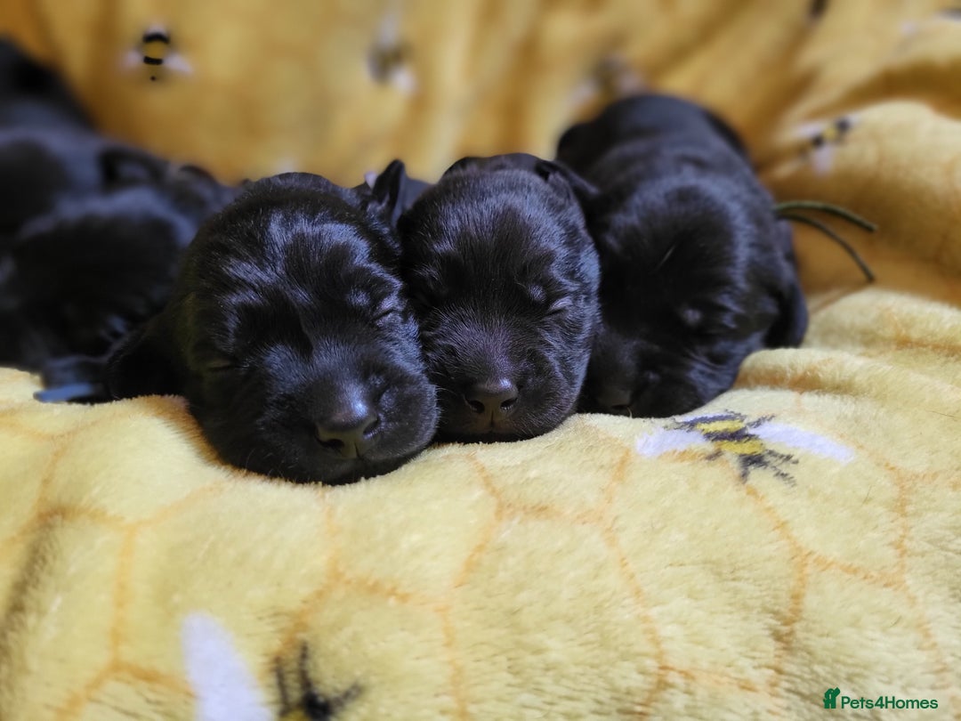 Labrador Retriever dogs for sale: Kc labrador puppies in Much Wenlock - Image 21