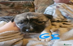 Huskita dogs for sale: Husky x akita puppys - Image 24