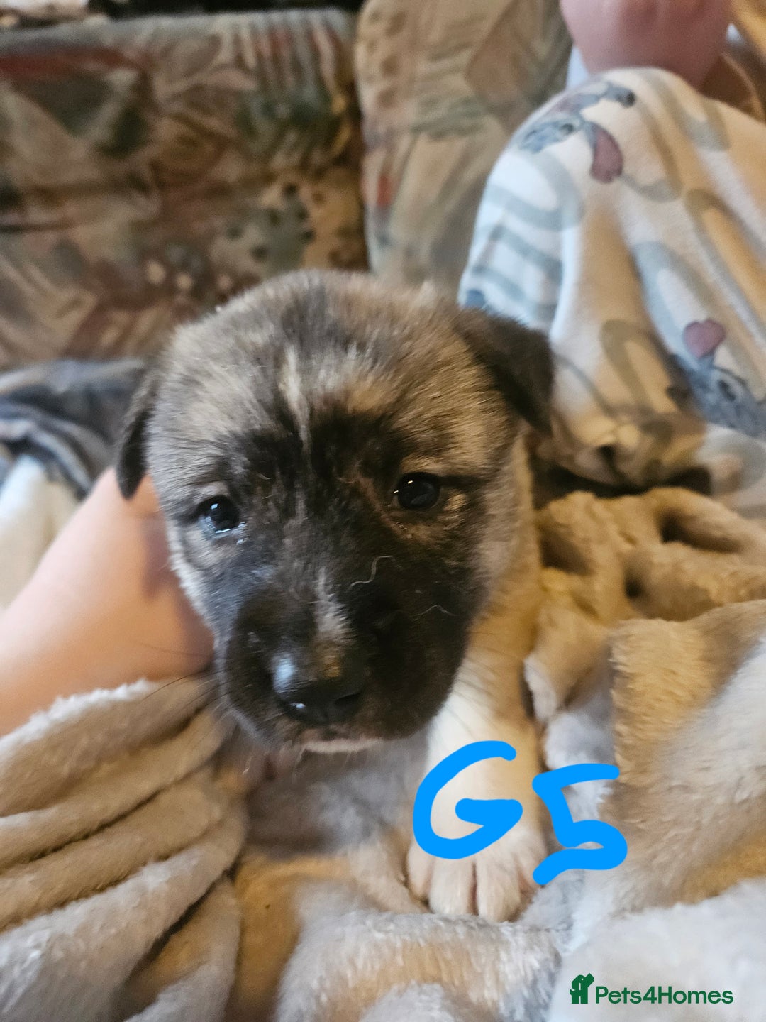 Huskita dogs for sale: Husky x akita puppys - Image 24