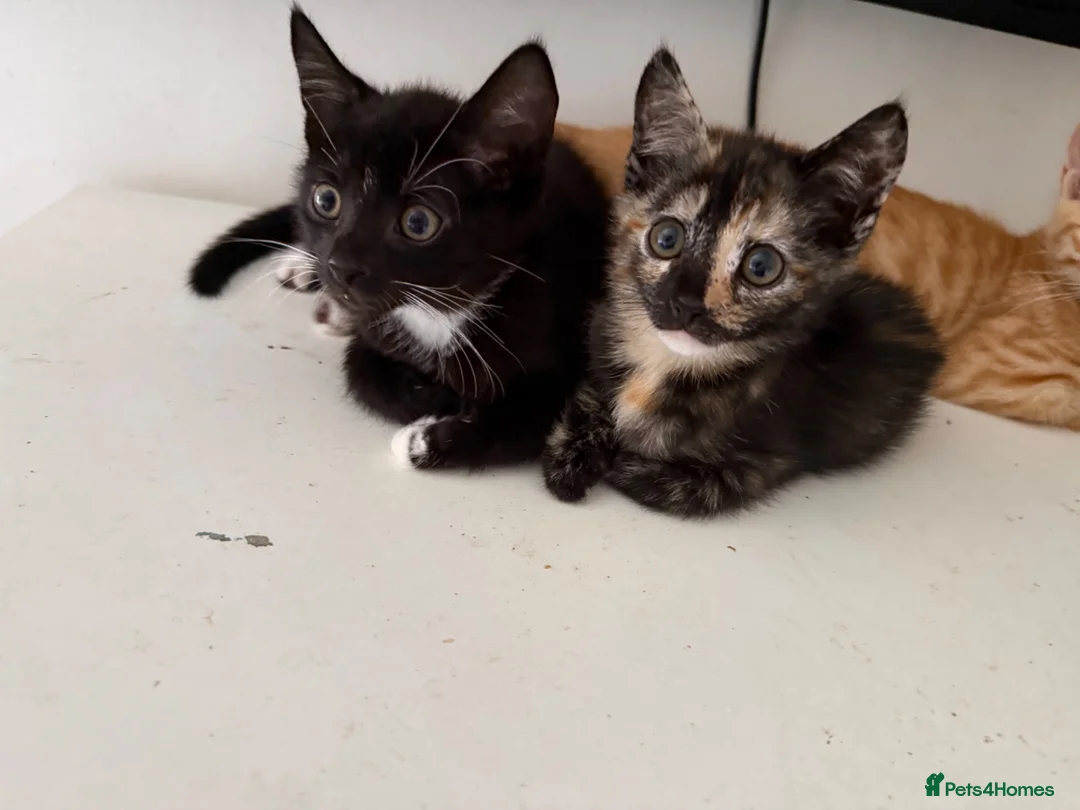 Mixed Breed cats for sale: 6 lovely kittens looking home - 🩷3 girls 🩵3 boys in Sutton-in-Ashfield - Advert 34