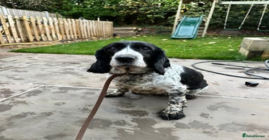 Cocker Spaniel dogs - Advert 14