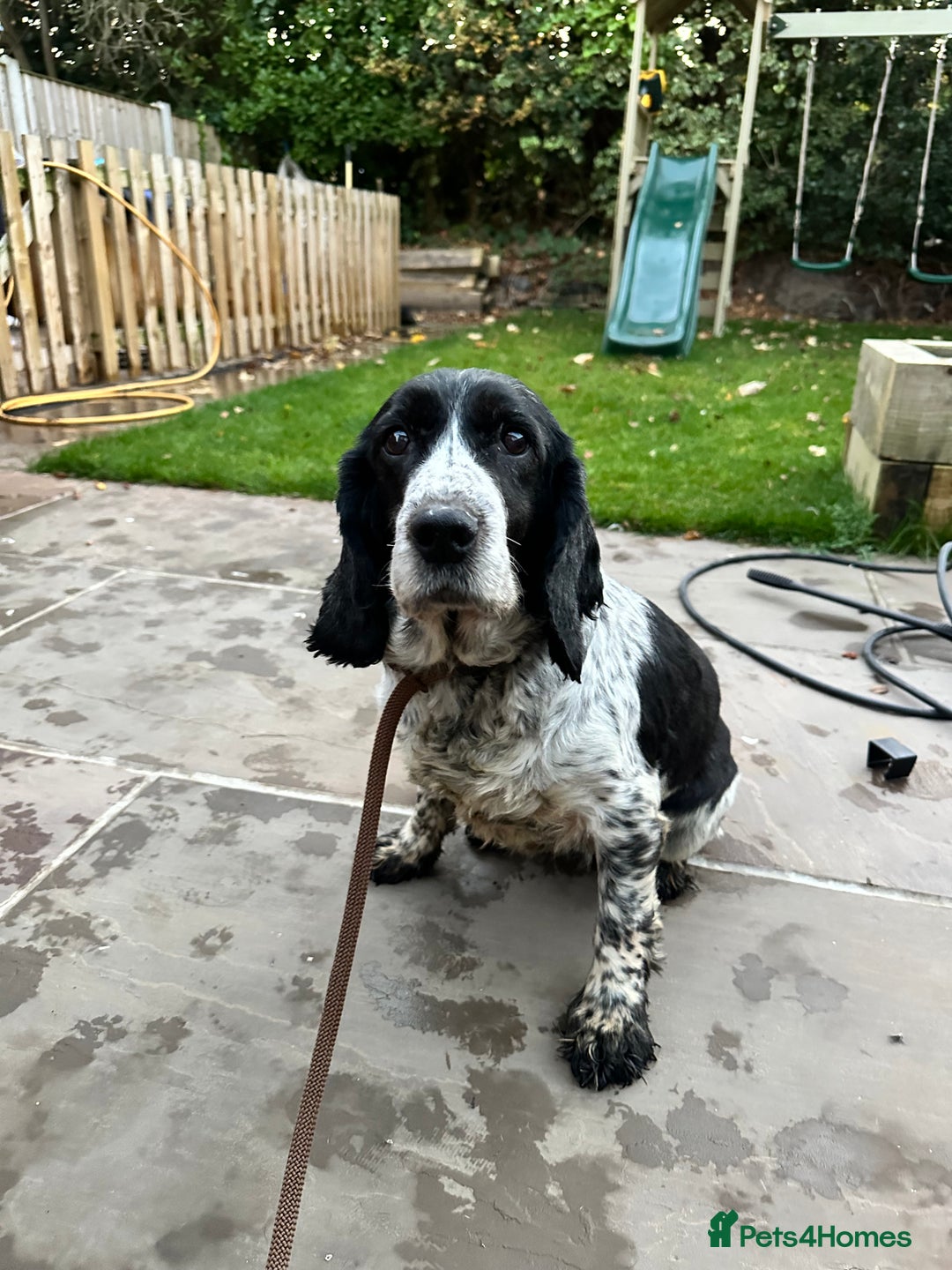 Cocker Spaniel dogs for sale: Black and white cocker spaniel boy  - Image 2