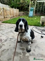 Cocker Spaniel dogs - Advert 4