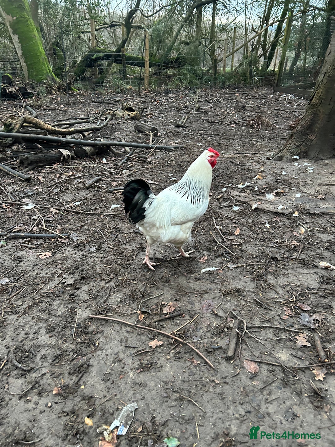 Chickens poultry for sale: Two handsome cockerels looking for a good home - Advert 3