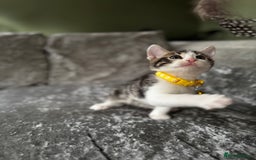 British Shorthair cats for sale: ✨🍑 PEACH & PISTACHIO 💚✨ - Image 11