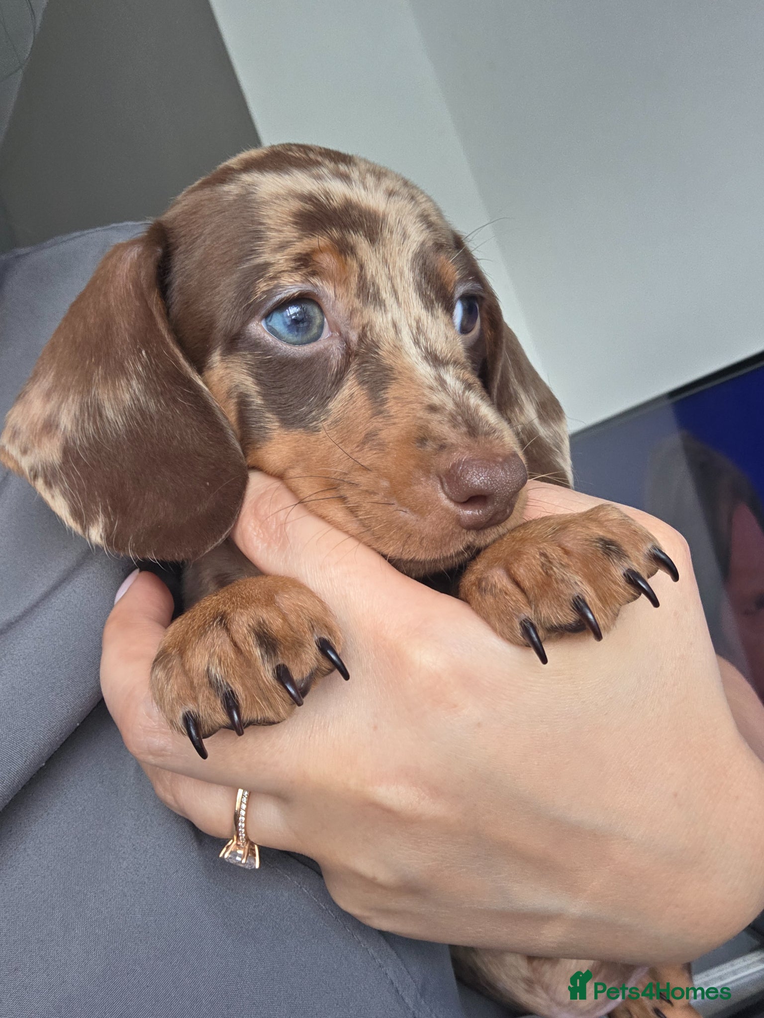 Miniature Dachshund dogs Kc Miniature Dachshunds ❤️ - Advert 2