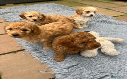 Cockapoo dogs for sale: Stunning Superb DNA Clear F1B Toy Cockapoo Pups - Image 3