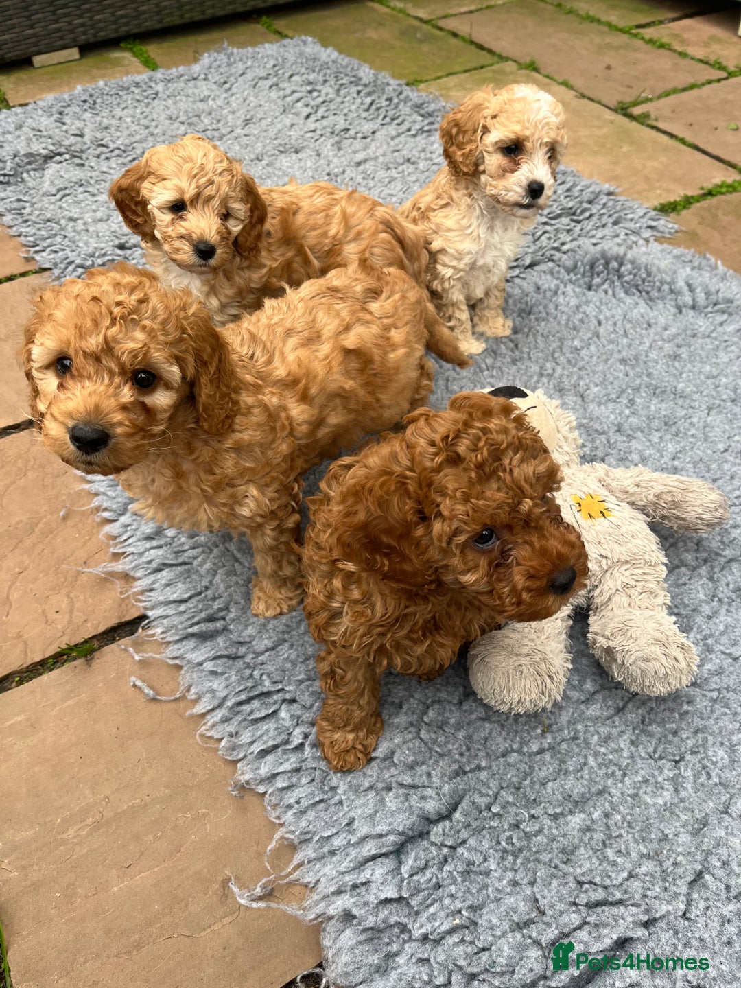 Cockapoo dogs for sale: Stunning Superb DNA Clear F1B Toy Cockapoo Pups - Image 3
