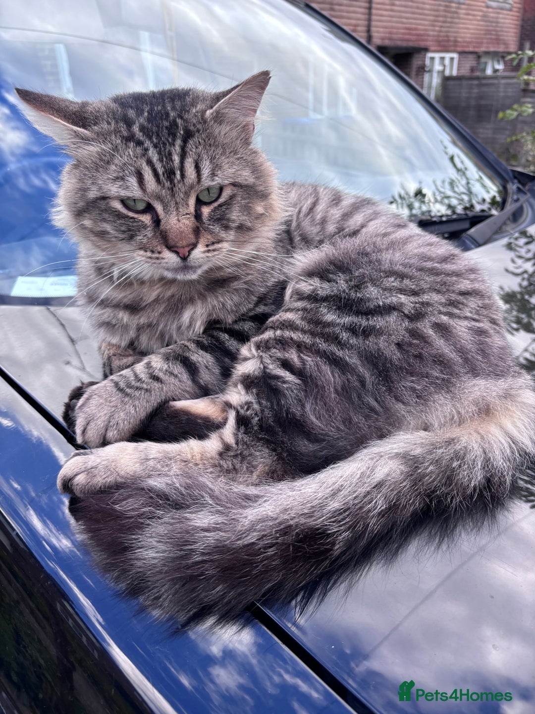 Ragcoon cats for sale: Beautiful Maine Coon x Ragdoll Kittens  Available - Image 11
