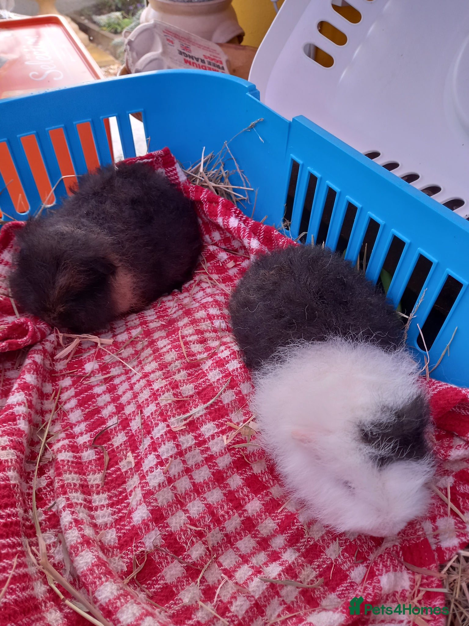 Guinea Pig rodents Swiss baby boys - Advert 1