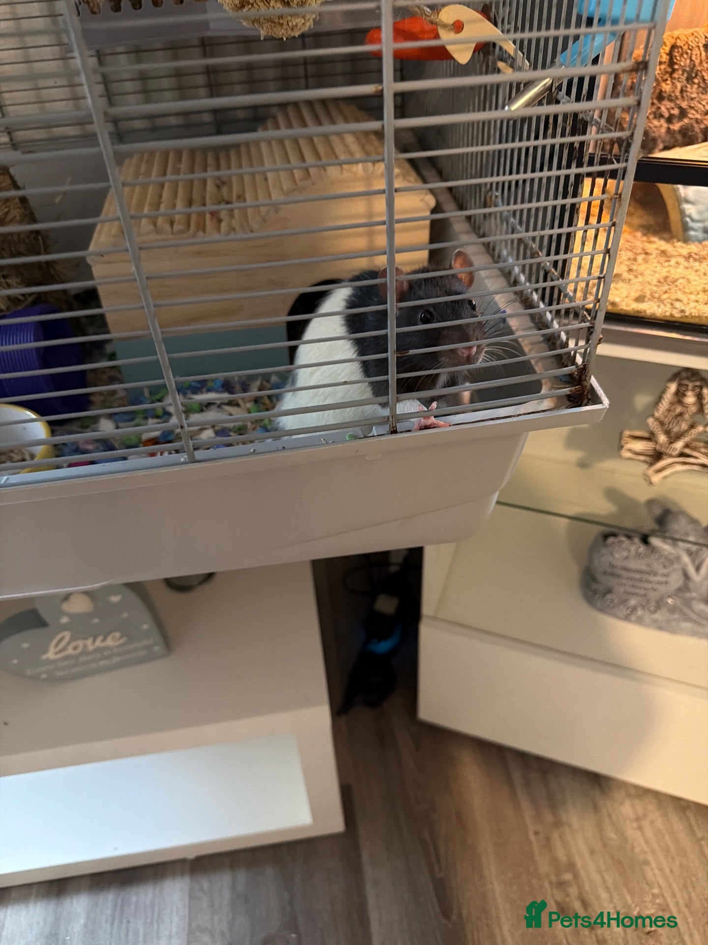 Rat rodents 2 male rats 1 year old  - Advert 1