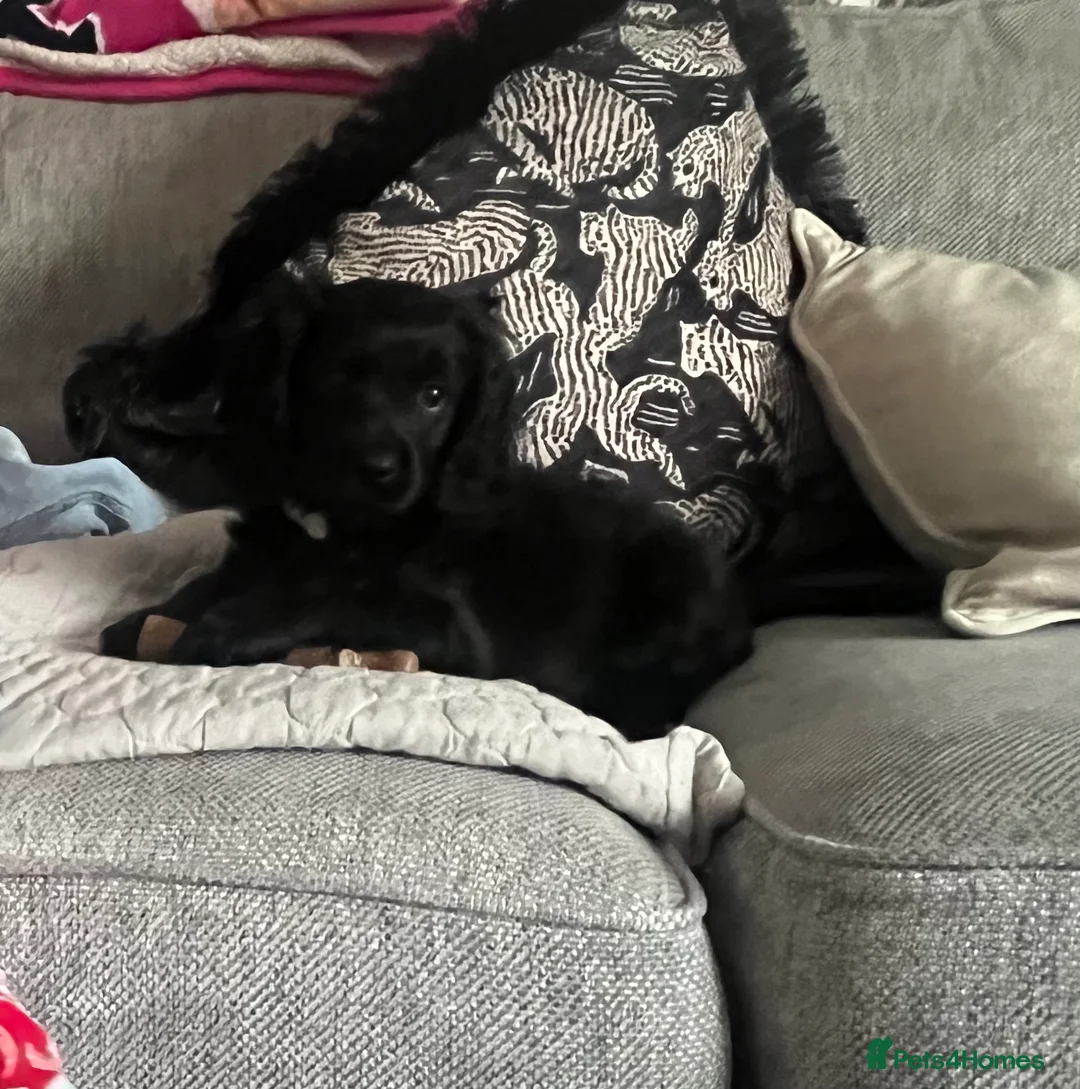 Mixed Breed dogs for sale: Black cavapoo - Advert 3