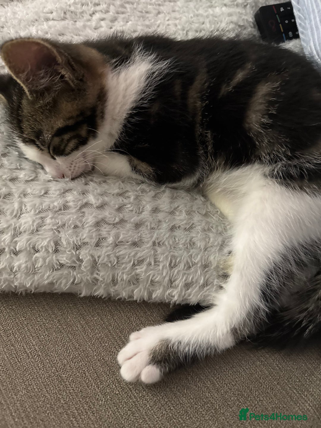 Mixed Breed cats for sale: Male kitten - Advert 4