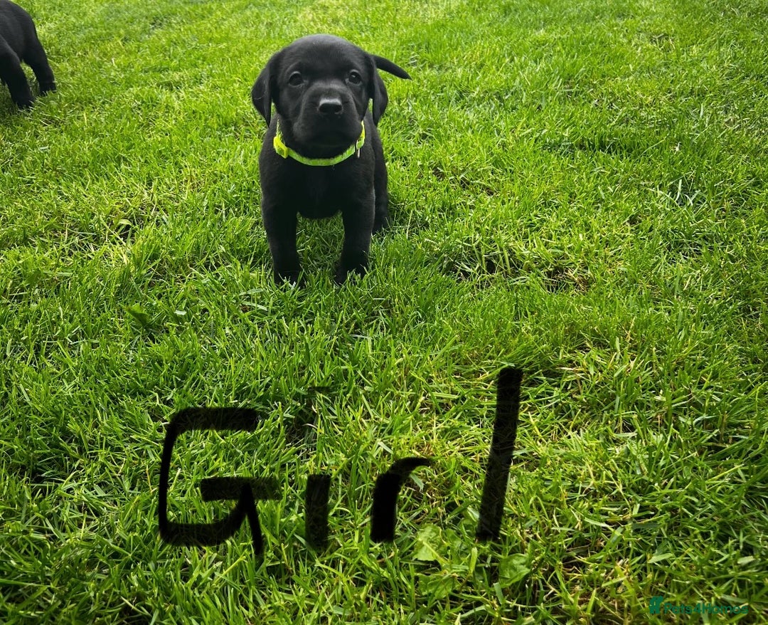 Labrador Retriever dogs for sale: KC reg labs- working bloodline  in Lanark - Image 6