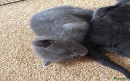 Mixed Breed cats for sale: Three Gorgeous Kittens - Image 10