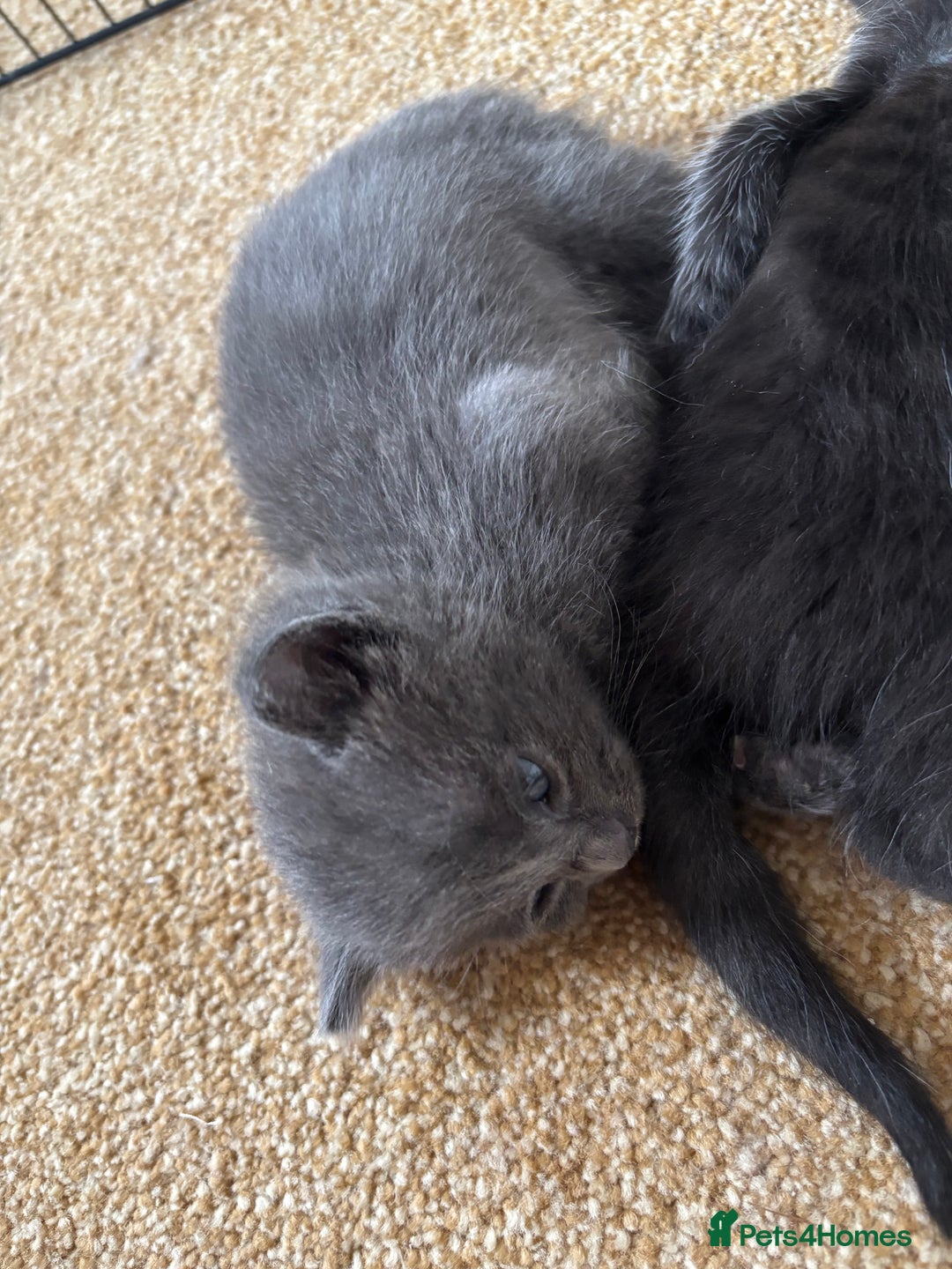 Mixed Breed cats for sale: Three Gorgeous Kittens - Image 10