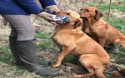 Labrador Retriever dogs for sale: Foxred Labrador - Image 6