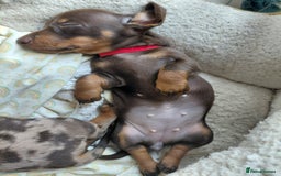 Dachshund dogs for sale: Miniature Daschund - Image 3