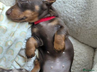 Dachshund dogs - Advert 9