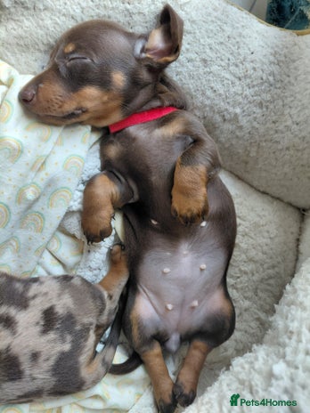 Dachshund dogs - Advert 7