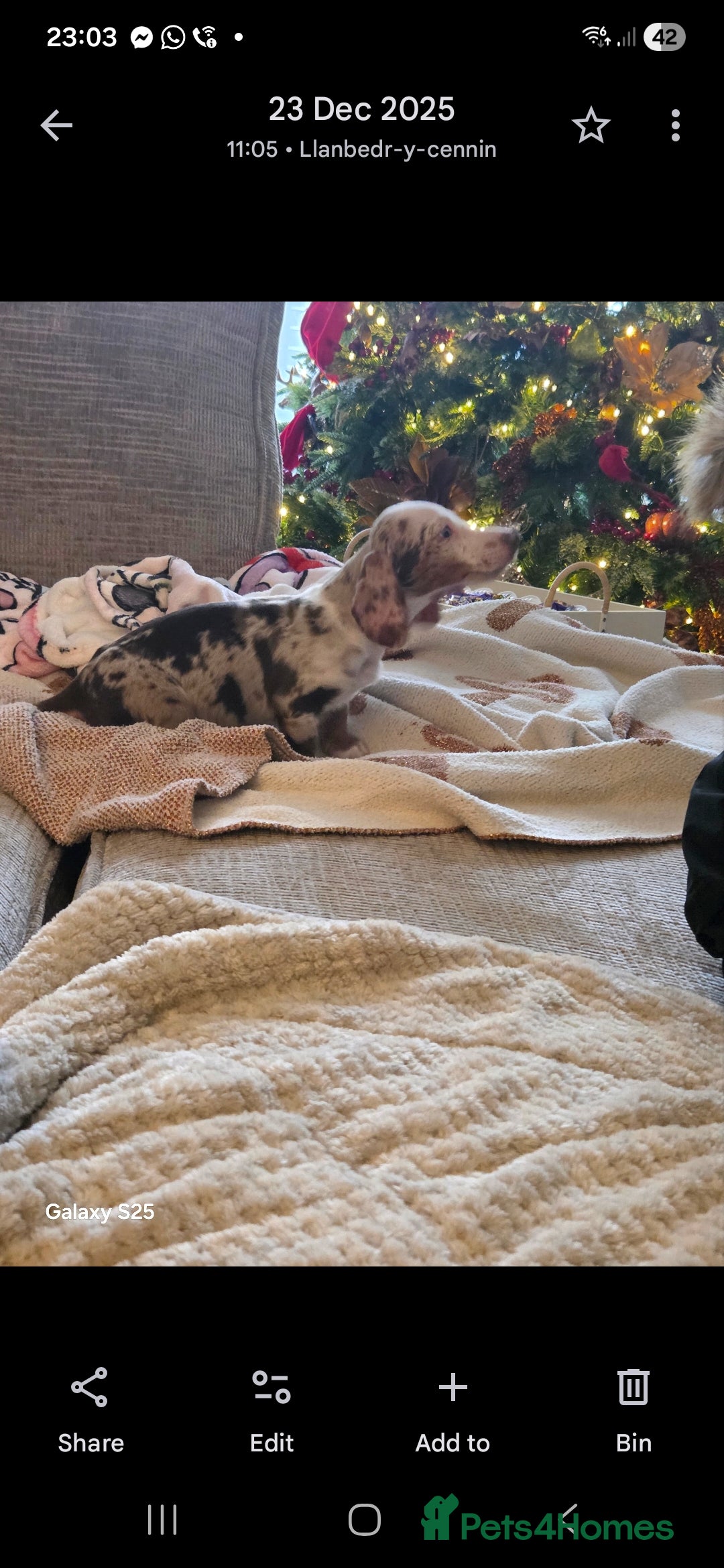 Dachshund dogs for sale: 17 week old little male dachshund  - Advert 3