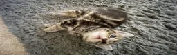 Mixed Breed cats for sale: Beautiful Female Kittens – Ready to Leave 19/06 in Holt - Advert 20