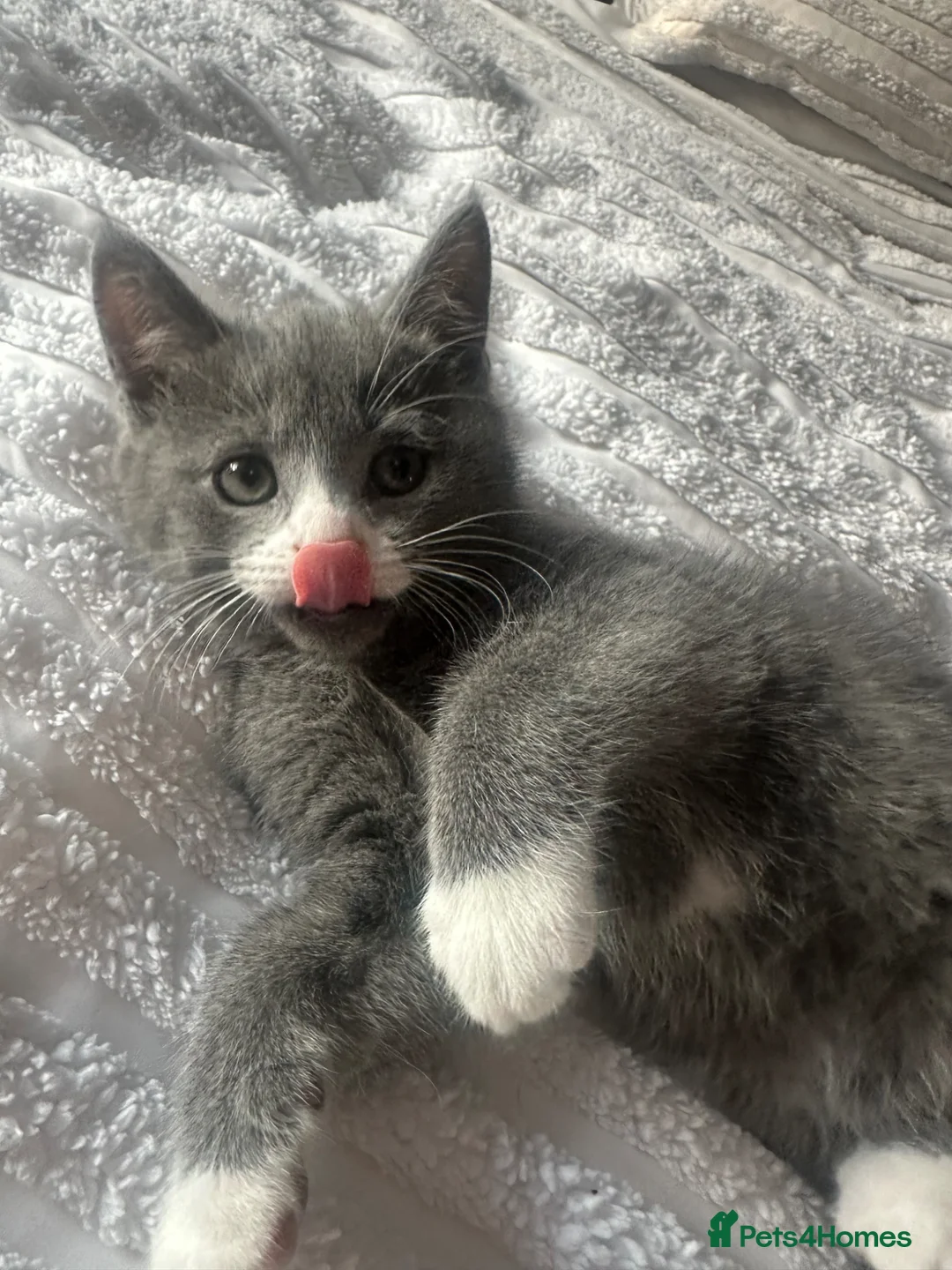 Mixed Breed cats for sale: Last beautiful little girl - Advert 2