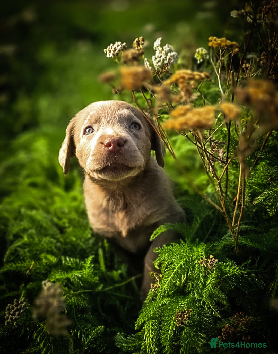 Labrador Retriever dogs for sale: 🐾Meet our adorable silver & charcoal lab pupps🐾  - Image 17