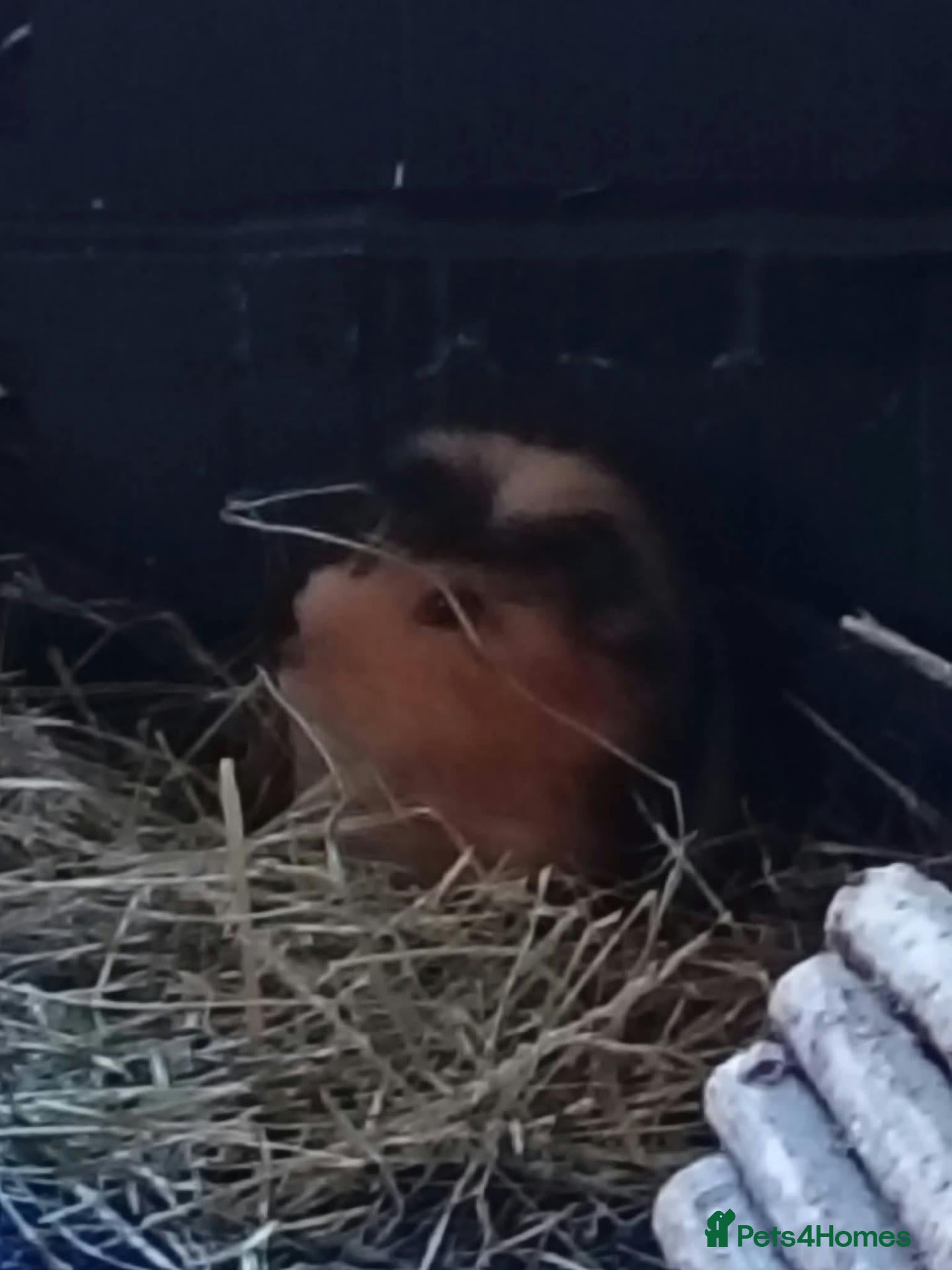 Guinea Pig rodents Neutered Male Guinea Pig - Advert 1