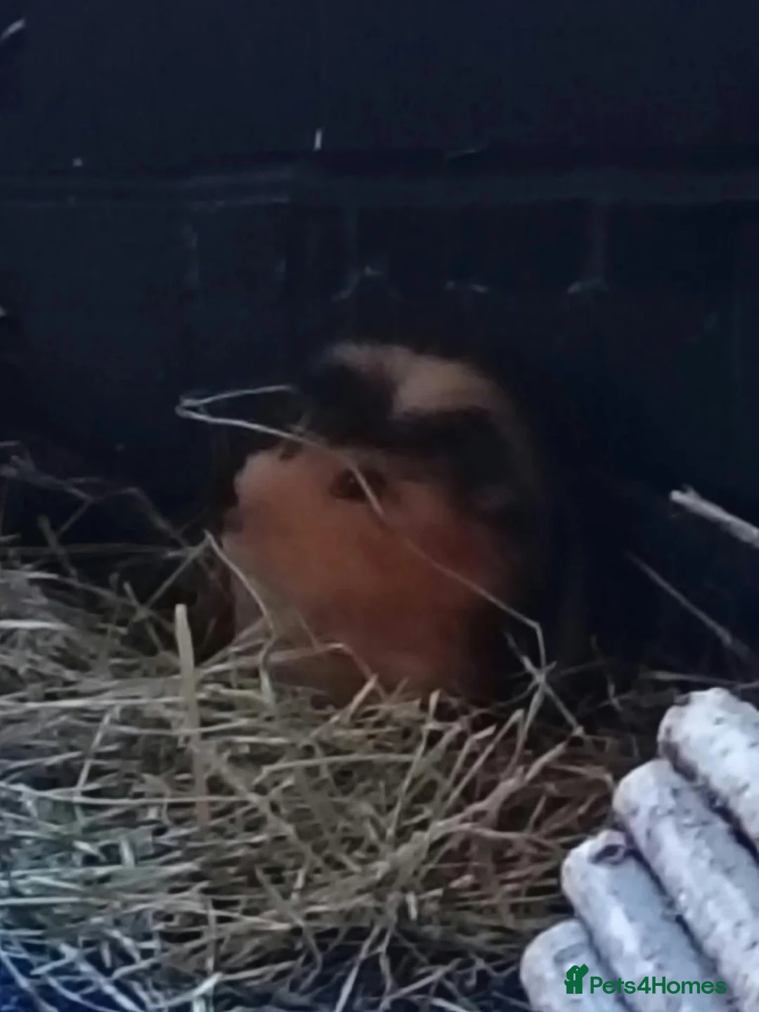Guinea Pig rodents for sale: Neutered Male Guinea Pig - Advert 1