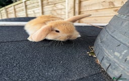 French Lop rabbits for sale: Giant French Lop Buck Kid  - Image 4