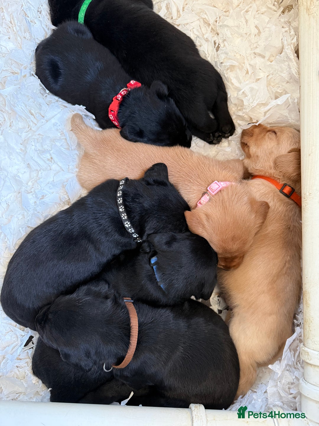 Labrador Retriever dogs for sale: LABRADOR PUPPIES FULL PEDIGREE K. C REG. - Advert 1