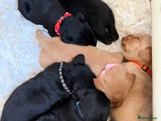 Labrador Retriever dogs LABRADOR PUPPIES FULL PEDIGREE K. C REG. - Advert 1
