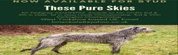 Deerhound dogs for stud: Scottish Deerhound with awards - Advert 2