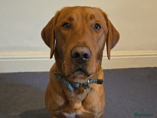 Labrador Retriever dogs Fox Red Labrador Retriever for Stud - Advert 2