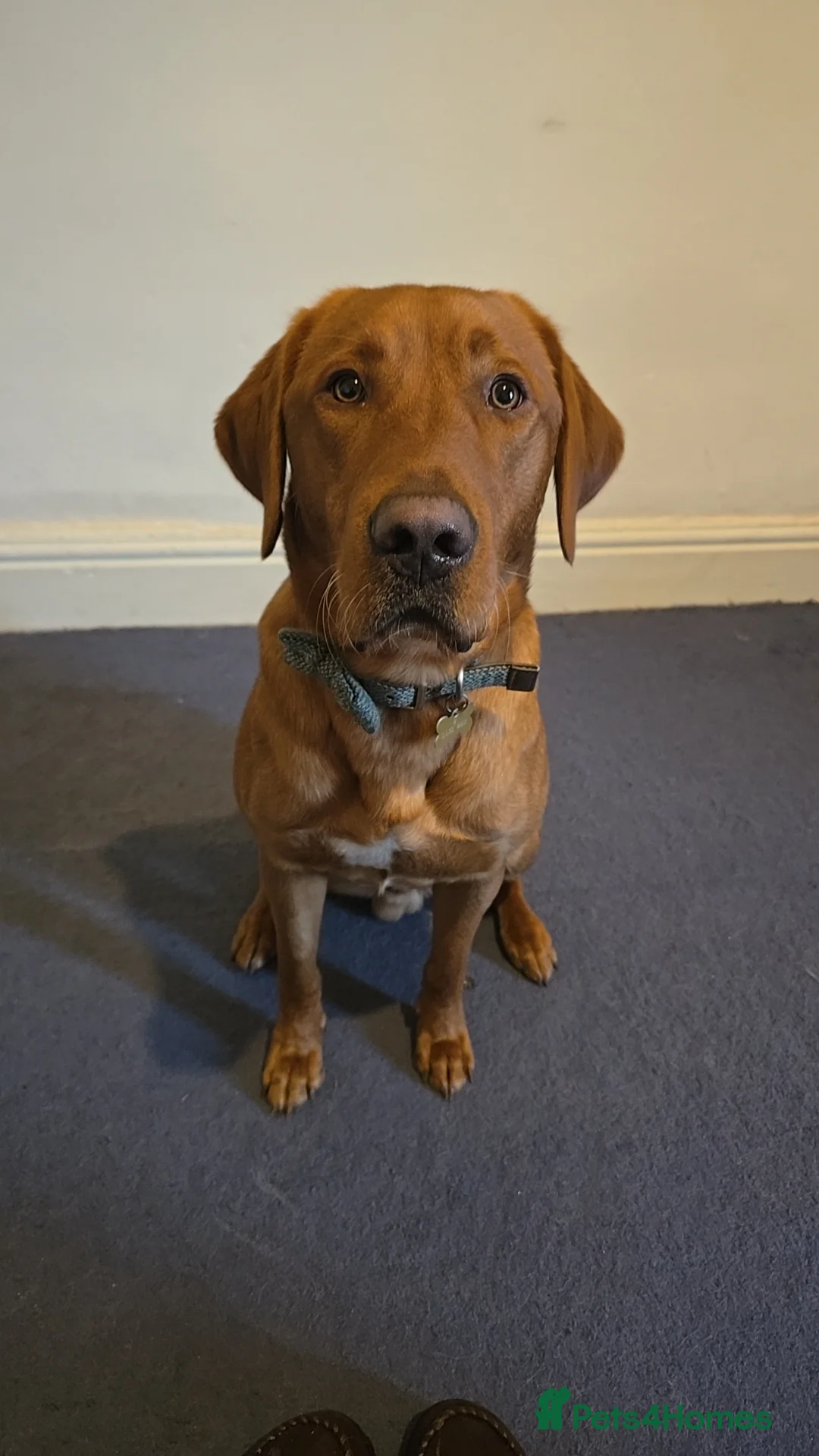 Labrador Retriever dogs for stud: Fox Red Labrador Retriever for Stud - Advert 1