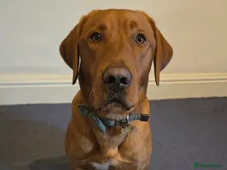 Labrador Retriever dogs Fox Red Labrador Retriever for Stud - Advert 6