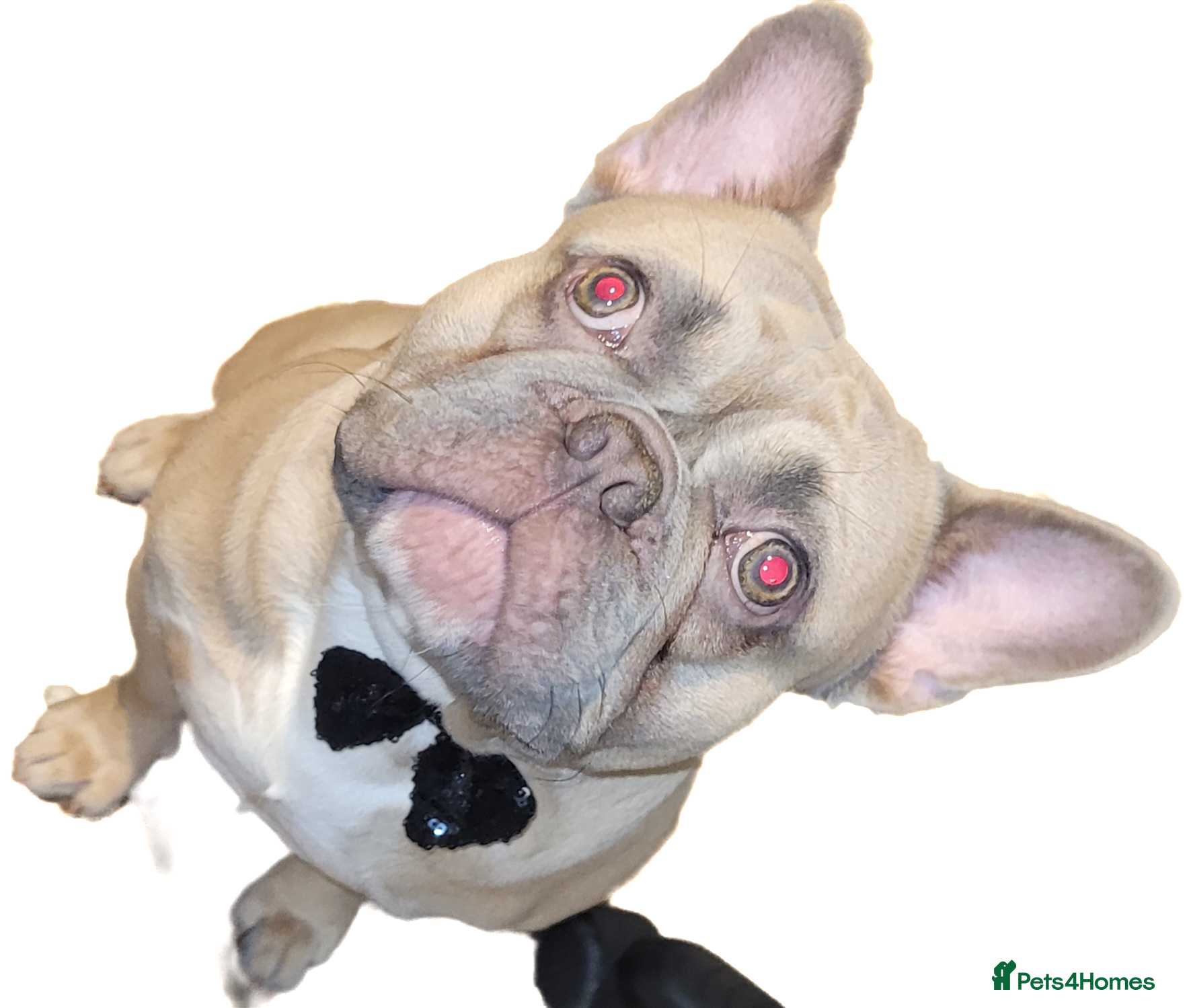 French Bulldog dogs FOR STUD Lilac Fawn frenchie FOR STUD - Advert 1