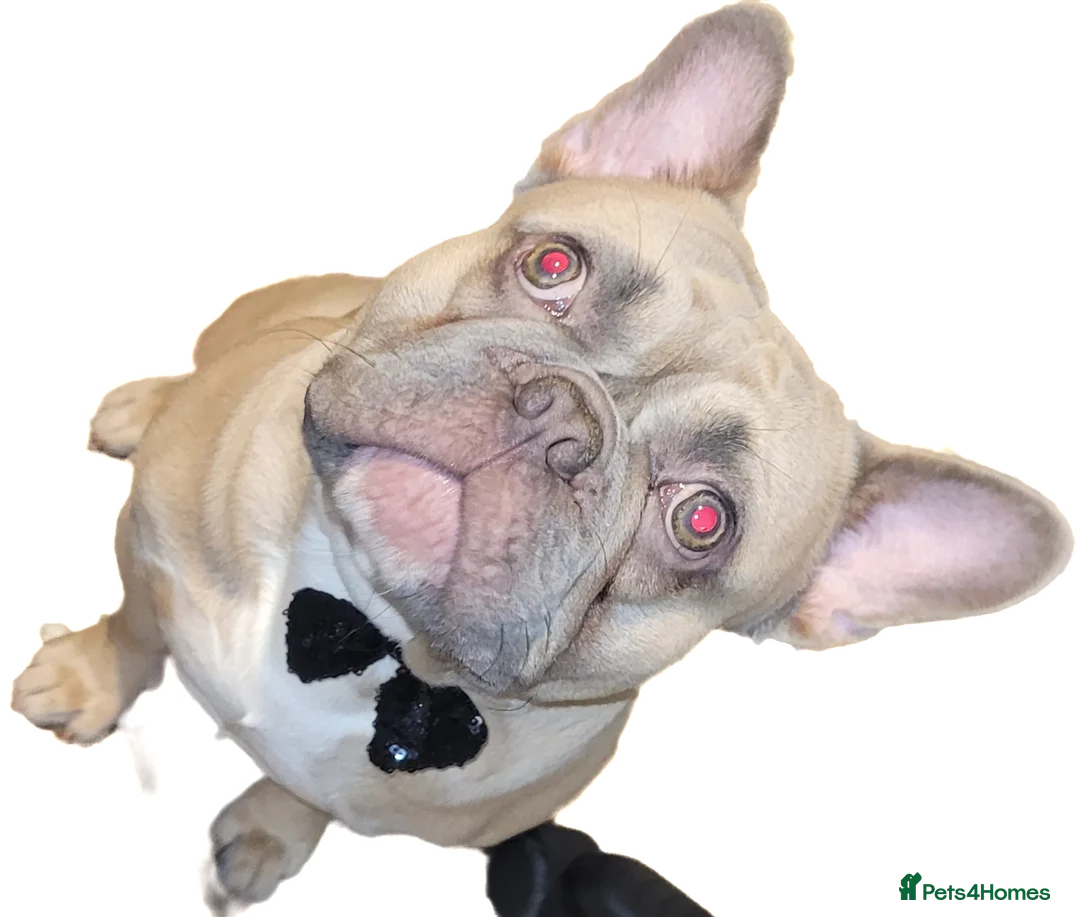 French Bulldog dogs for stud: FOR STUD Lilac Fawn frenchie FOR STUD in Leicester - Advert 1