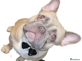 French Bulldog dogs FOR STUD Lilac Fawn frenchie FOR STUD - Advert 1