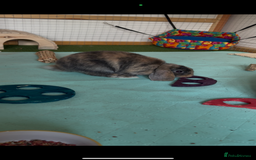 Mini Lop rabbits for sale: 3 x Mini Lops for sale - Image 9