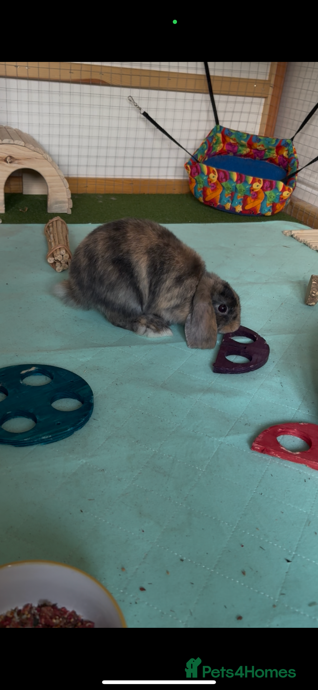 Mini Lop rabbits for sale: 3 x Mini Lops for sale - Image 9