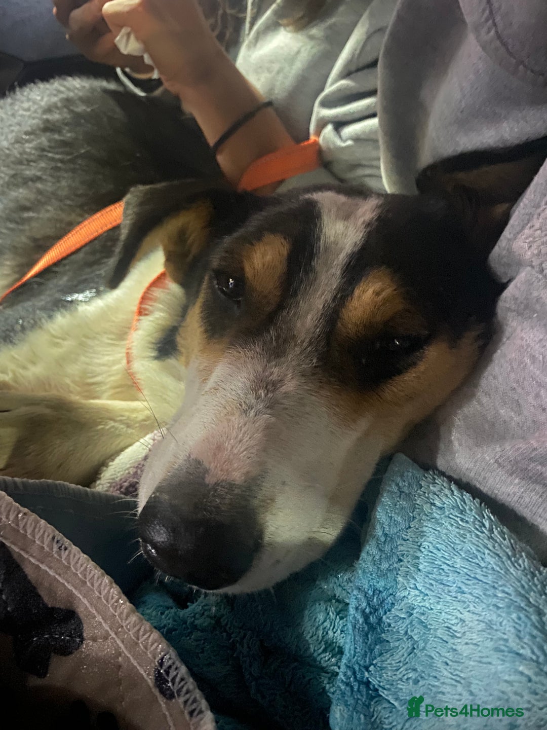 Mixed Breed dogs for adoption: Angel 👼🏼  - Advert 12