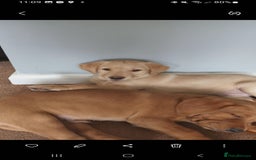 Labrador Retriever dogs for sale: X2 male x3 bitch lab pups  - Image 13