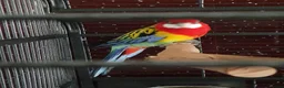 Parrots birds for sale: Amazos/Parakeets/Parrots available  - Advert 7