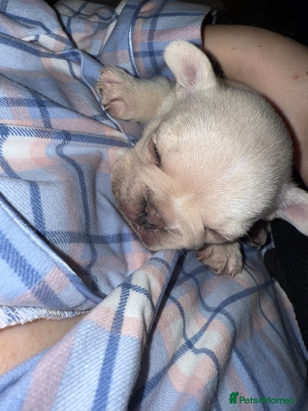 French Bulldog dogs for sale: Puppy frenchies for sale!! - Advert 2