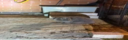 Mini Lop rabbits for sale: Two sisters mini lop must be sold together  in Alfreton - Advert 9