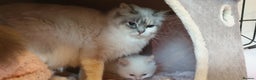 Ragdoll cats for sale: 💗Stunning GCCF registered Ragdoll Kittens. - Advert 29